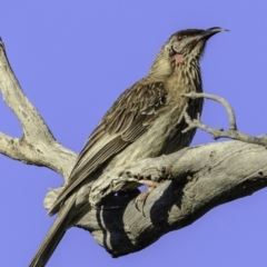 Anthochaera carunculata (Red Wattlebird) at Deakin, ACT - 17 Dec 2018 by JonSteinbeck