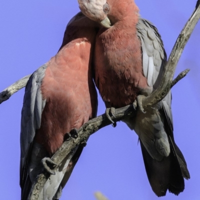 Eolophus roseicapilla (Galah) at Deakin, ACT - 16 Dec 2018 by BIrdsinCanberra