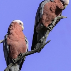 Eolophus roseicapilla at Deakin, ACT - 17 Dec 2018 07:54 AM