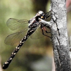 Austroaeschna atrata at Cotter River, ACT - 18 Dec 2018