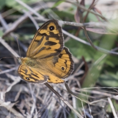 Heteronympha merope (Common Brown Butterfly) at Dunlop, ACT - 20 Dec 2018 by AlisonMilton