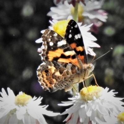 Vanessa kershawi (Australian Painted Lady) at Cotter River, ACT - 18 Dec 2018 by JohnBundock