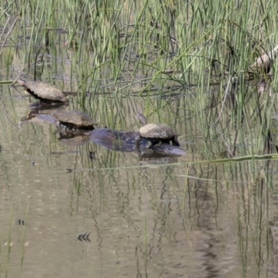 Chelodina longicollis (Eastern Long-necked Turtle) at The Pinnacle - 20 Dec 2018 by AlisonMilton