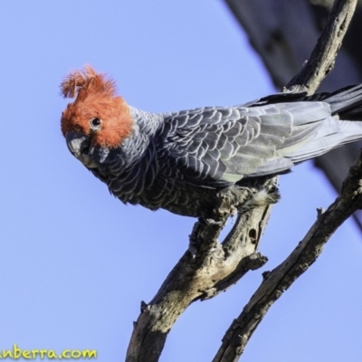 Callocephalon fimbriatum (Gang-gang Cockatoo) at Deakin, ACT - 17 Dec 2018 by JonSteinbeck