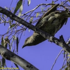 Ptilonorhynchus violaceus at Deakin, ACT - 17 Dec 2018 08:07 AM