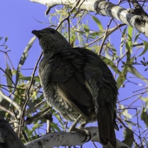 Ptilonorhynchus violaceus at Deakin, ACT - 17 Dec 2018