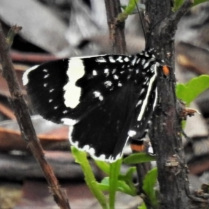 Idalima affinis at Cotter River, ACT - 19 Dec 2018 10:14 AM