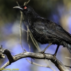 Corcorax melanorhamphos (White-winged Chough) at Deakin, ACT - 17 Dec 2018 by JonSteinbeck