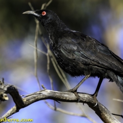 Corcorax melanorhamphos (White-winged Chough) at Deakin, ACT - 17 Dec 2018 by JonSteinbeck