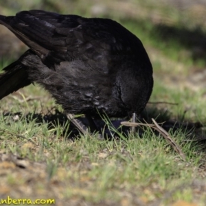 Corcorax melanorhamphos at Deakin, ACT - 17 Dec 2018