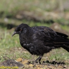 Corcorax melanorhamphos at Deakin, ACT - 17 Dec 2018 08:10 AM