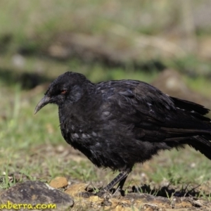 Corcorax melanorhamphos at Deakin, ACT - 17 Dec 2018