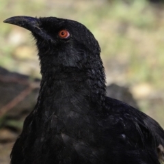 Corcorax melanorhamphos at Deakin, ACT - 17 Dec 2018 08:10 AM