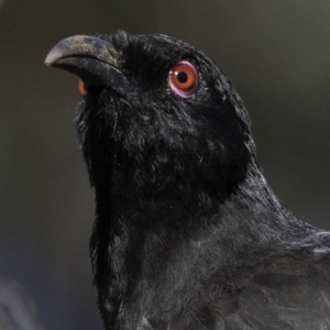 Corcorax melanorhamphos at Deakin, ACT - 17 Dec 2018