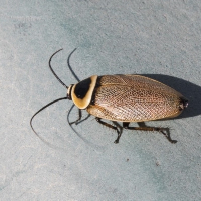 Ellipsidion australe (Austral Ellipsidion cockroach) at Weetangera, ACT - 20 Dec 2018 by AlisonMilton