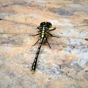 Austrogomphus guerini at Cotter River, ACT - 19 Dec 2018 10:26 AM