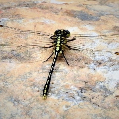 Austrogomphus guerini (Yellow-striped Hunter) at Cotter River, ACT - 19 Dec 2018 by JohnBundock