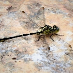 Austrogomphus guerini at Cotter River, ACT - 19 Dec 2018 10:26 AM