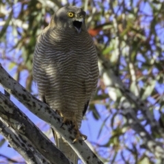 Tachyspiza fasciata (Brown Goshawk) at Deakin, ACT - 17 Dec 2018 by JonSteinbeck