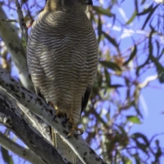 Tachyspiza fasciata at Deakin, ACT - 17 Dec 2018