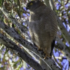 Accipiter fasciatus at Deakin, ACT - 17 Dec 2018