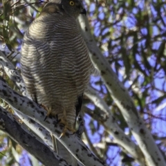 Tachyspiza fasciata at Deakin, ACT - 17 Dec 2018