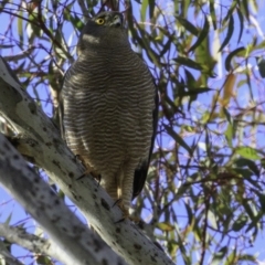 Tachyspiza fasciata at Deakin, ACT - 17 Dec 2018