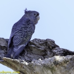 Callocephalon fimbriatum (Gang-gang Cockatoo) at Deakin, ACT - 17 Dec 2018 by BIrdsinCanberra