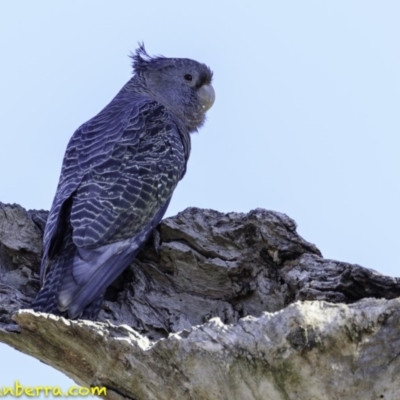 Callocephalon fimbriatum (Gang-gang Cockatoo) at Deakin, ACT - 17 Dec 2018 by BIrdsinCanberra