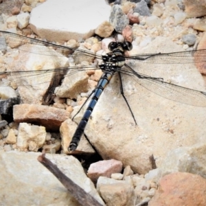 Diphlebia lestoides at Cotter River, ACT - 19 Dec 2018