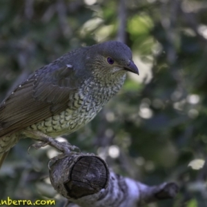 Ptilonorhynchus violaceus at Hughes, ACT - 17 Dec 2018 09:11 AM