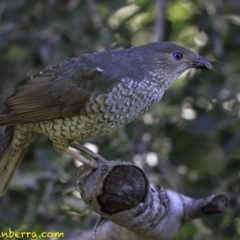 Ptilonorhynchus violaceus at Hughes, ACT - 17 Dec 2018 09:11 AM