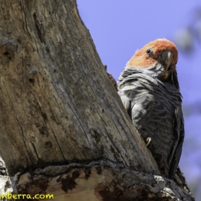 Callocephalon fimbriatum (Gang-gang Cockatoo) at Hughes, ACT - 17 Dec 2018 by BIrdsinCanberra