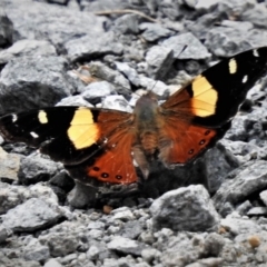 Vanessa itea (Yellow Admiral) at Cotter River, ACT - 19 Dec 2018 by JohnBundock