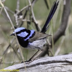 Malurus cyaneus (Superb Fairywren) at Deakin, ACT - 17 Dec 2018 by JonSteinbeck