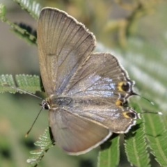 Jalmenus ictinus at Deakin, ACT - 17 Dec 2018