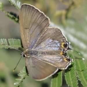 Jalmenus ictinus at Deakin, ACT - 17 Dec 2018