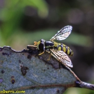 Simosyrphus grandicornis at Deakin, ACT - 17 Dec 2018