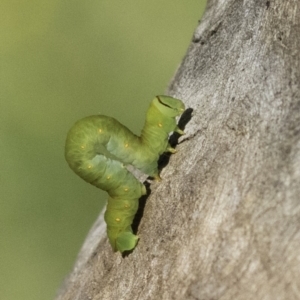 Geometridae (family) IMMATURE at Deakin, ACT - 17 Dec 2018