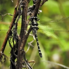 Eusynthemis guttata (Southern Tigertail) at Lower Cotter Catchment - 19 Dec 2018 by JohnBundock