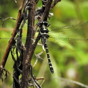 Eusynthemis guttata at Cotter River, ACT - 19 Dec 2018 02:42 PM