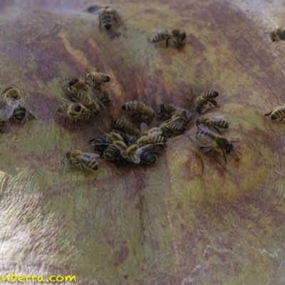 Apis mellifera (European honey bee) at Hughes, ACT - 17 Dec 2018 by JonSteinbeck