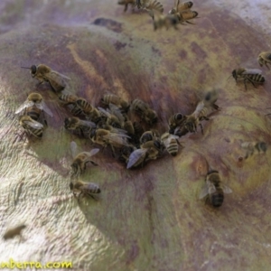 Apis mellifera at Hughes, ACT - 17 Dec 2018