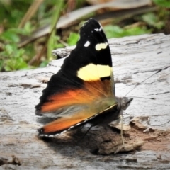 Vanessa itea at Cotter River, ACT - 19 Dec 2018