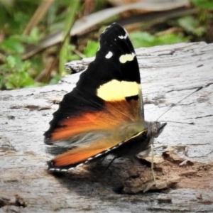 Vanessa itea at Cotter River, ACT - 19 Dec 2018 02:45 PM