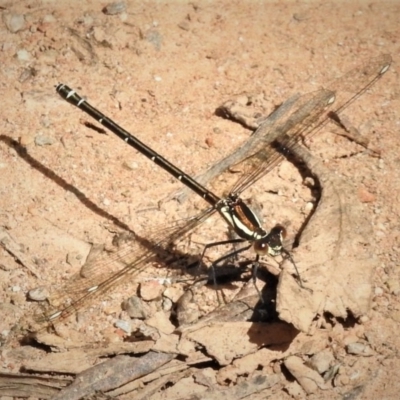 Austroargiolestes calcaris (Powdered Flatwing) at Cotter River, ACT - 19 Dec 2018 by JohnBundock