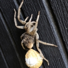 Lycosidae (family) (Wolf spider) at Sutton, NSW - 18 Dec 2018 by Whirlwind