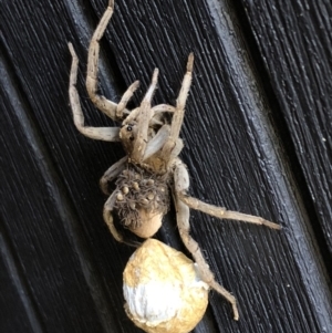 Lycosidae (family) at Sutton, NSW - 18 Dec 2018 05:39 PM