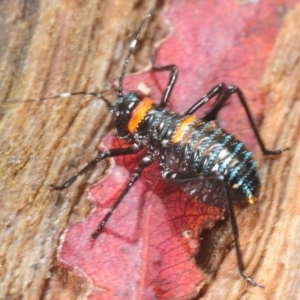 Acripeza reticulata at Tennent, ACT - 15 Dec 2018 11:46 AM