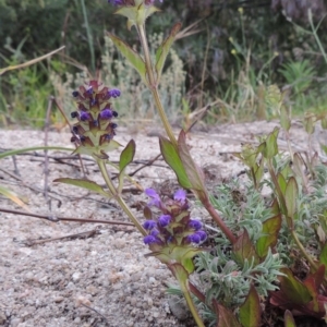 Prunella vulgaris at Tennent, ACT - 9 Dec 2018